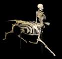Centaur_skeleton-e1418390544189.jpg