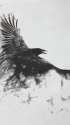 raven_bird_flying_smoke_black_white_92907_1440x2560.jpg