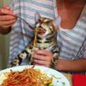 catEat.jpg