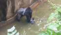 Harambe-gorilla.jpg