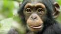 Chimpanzee-2.jpg