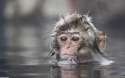 small_monkey_in_the_water_1680x1050.jpg