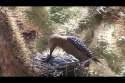 brain bird.webm