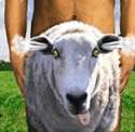 tmp_7876-sheep_shagger1800586478.jpg