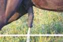 MaleHorseS_47.jpg