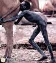 BNW-african-child-feeds-from-cow-s-anus.jpg