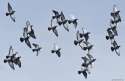 flock.jpg