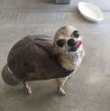 turtlel.png