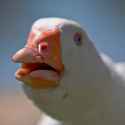 Dolan Dark.jpg
