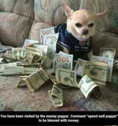 money pupper.jpg