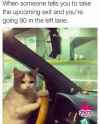 cat-driving-meme.jpg