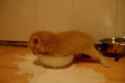 kitten-having-difficulties.gif
