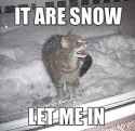 it_are_snow_cat.jpg