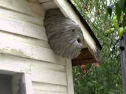 wasps.jpg