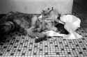 Dog-With-Two-Heads-Alive.jpg