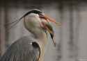 reiger-heeft-een-vis.jpg