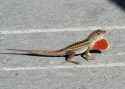 Brown-Anole-Pictures.jpg