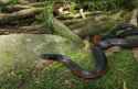 RED-BELLIED-BLACK.jpg