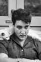 elvis plus cat.jpg