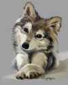 wolfy.jpg