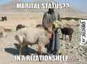 In a relationsheep.jpg