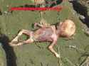 dead fetus by swamp.jpg