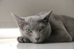 Caturday.jpg