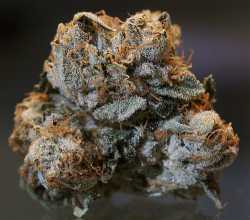 Kush_close.jpg