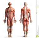 man-muscle-anatomy-muscle-man-anatomy-stock-image-image-1246521 (1).jpg
