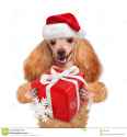 dog-red-christmas-hats-gift-isolated-white-45916654.jpg