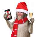48061204-funny-monkey-with-christmas-santa-hat-taking-a-selfie-and-smiling-at-camera.jpg