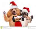 cat-dog-red-christmas-hats-taking-selfie-together-smartphone-45104442.jpg
