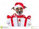 christmas-dog-26195770.jpg