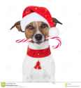 christmas-dog-25993879.jpg