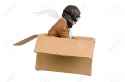 17537741-Young-boy-pilot-flying-a-cardboard-box-isolated-in-white-Stock-Photo.jpg