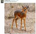 dikdik.png