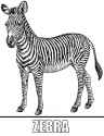 malvorlage-zebra.jpg