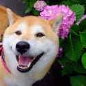doggo40.jpg