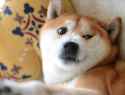 doggo42.jpg