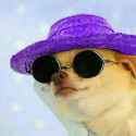 doggo48.jpg