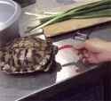 red pepper turtle.webm