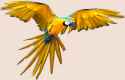 Bird-Clipart-Parrot-in-Flight.png