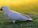 White-Parrot.jpg