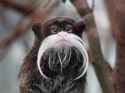 bored ape + beard.jpg