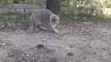 1493915147214.webm