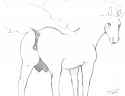 Rapidash10.jpg