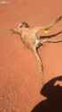 1525185556844.webm