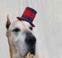 tiny_top_hat_for_dogs__red_plaid_gentleman_by_tinytophats-d4qmqnj.jpg