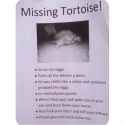 Missing tortoise.jpg