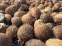 coconut_city.jpg